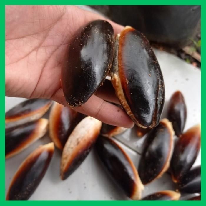 New* Obrall Biji Benih Buah Mamey Sapote Sawo Raksasa Meksiko .