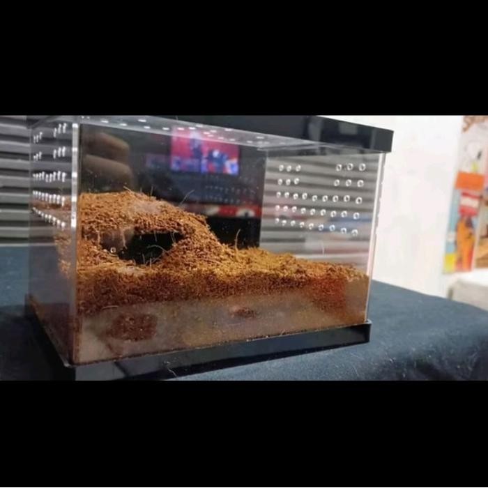 box tarantula akrilik / akrilik box reptil