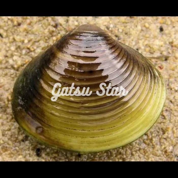 (Allthebest) Kerang Filter Aquascape Hidup