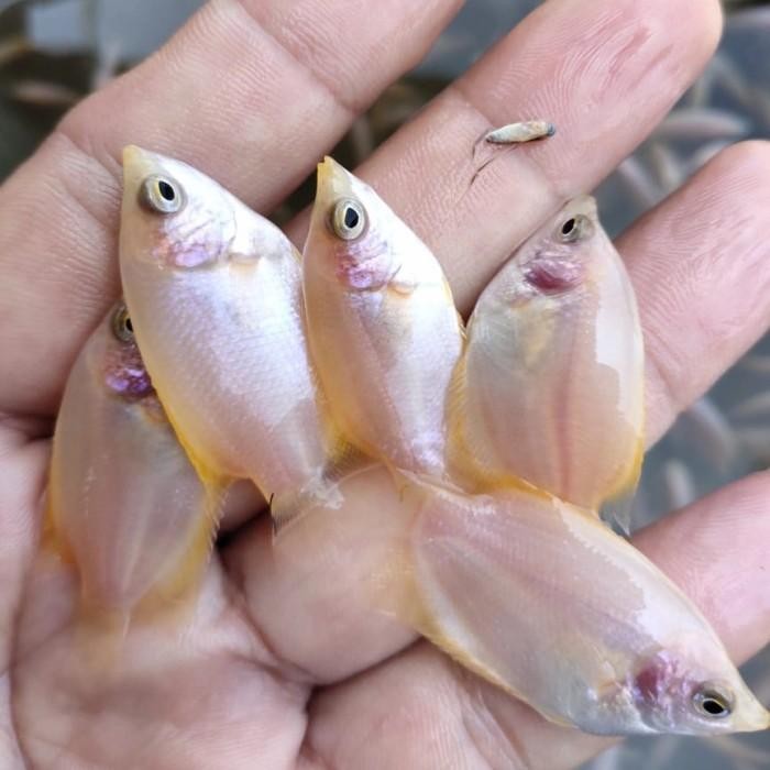 (Allthebest) bibit gurame padang size jempol