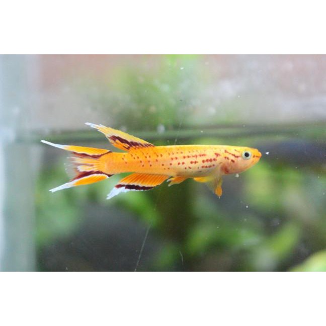 (Allthebest) ikan hias aquascape killifish aph.australe orange