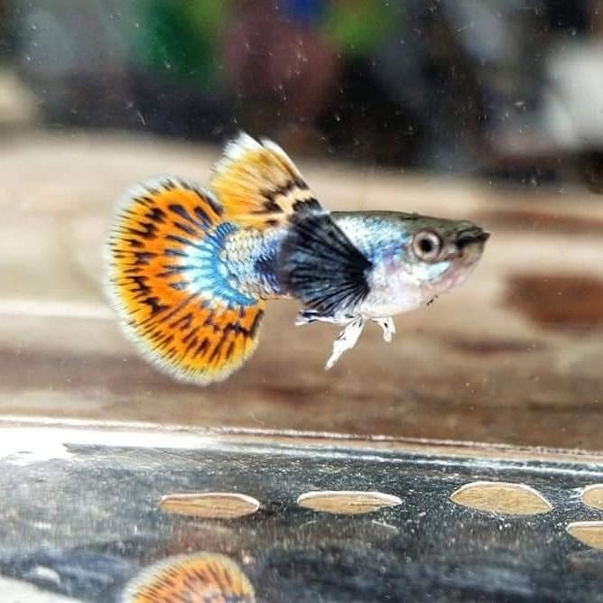 (Allthebest) guppy PREMBE paket sepasang ikan hias gupi platinum mozaik big ear