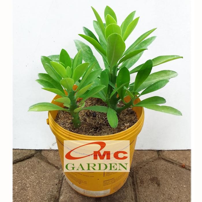 Bibit Pohon Euphorbia Neriifolia Kaktus Sukulen Tanaman Sudu Sudu 2030 Kode 085