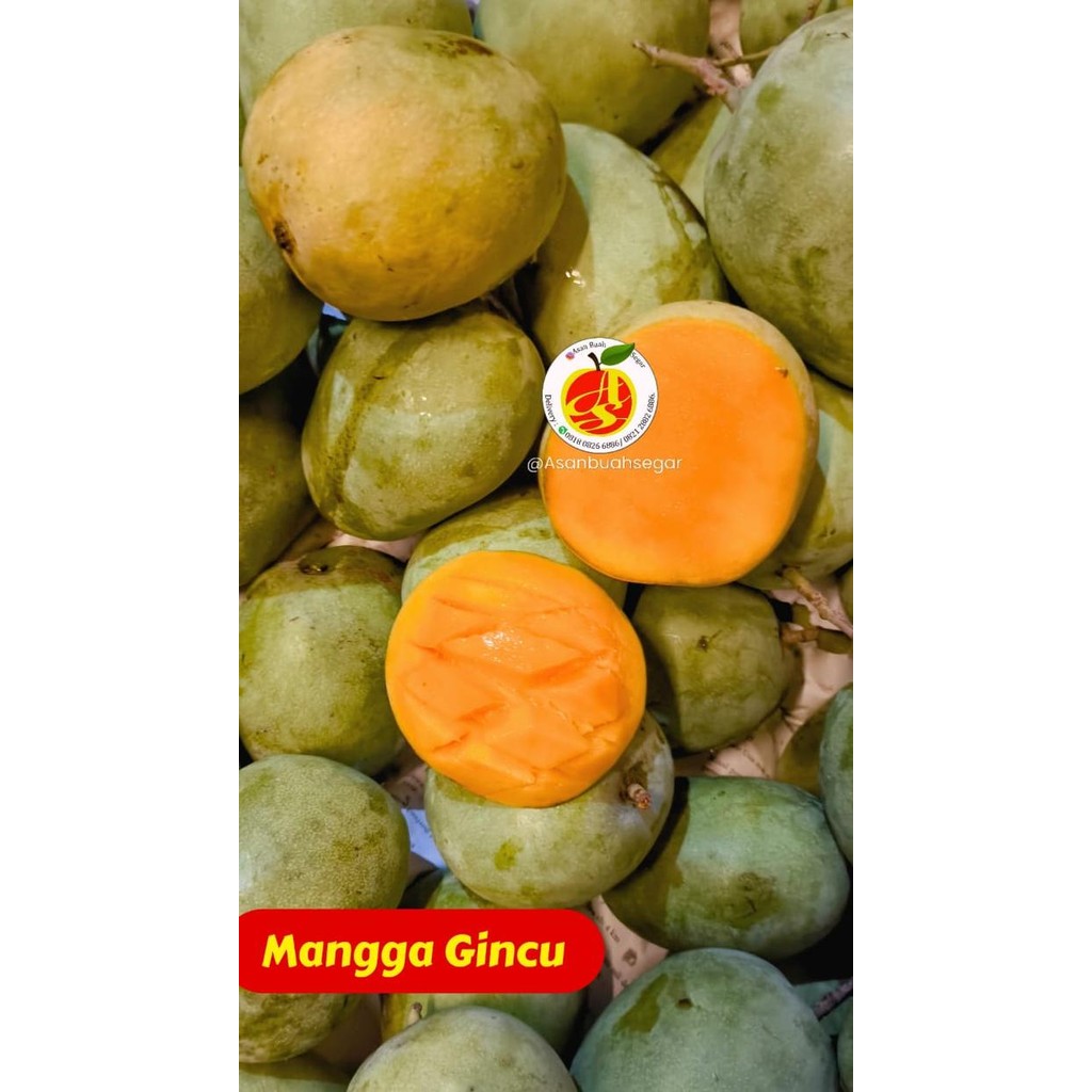 

ORIGINAL Buah mangga gedong gincu manis bukan harum manis manalagi indramayu READY STOCK