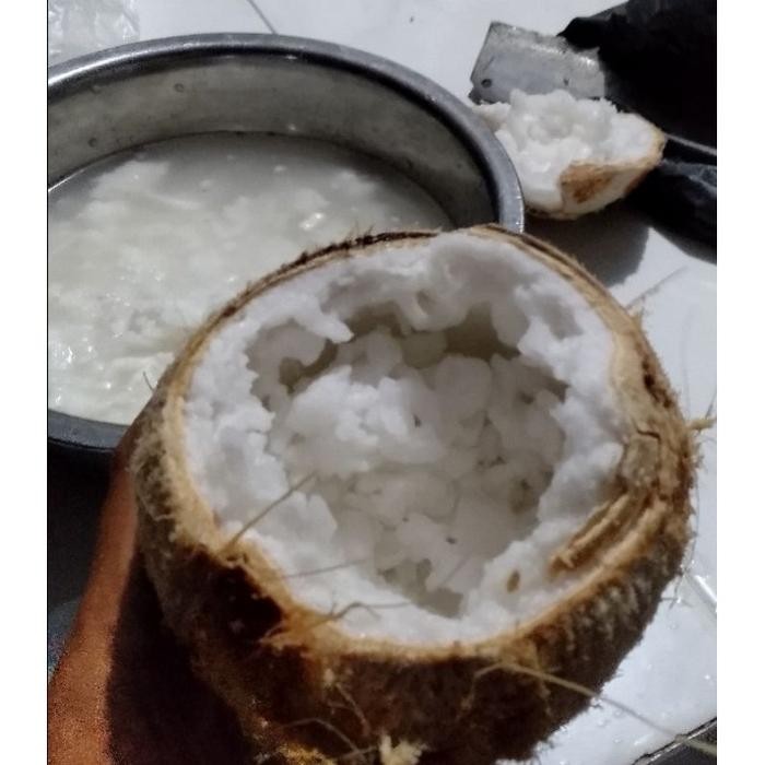 

TERLARIS Kelapa Kopyor Asli Madura daging embuk buah genjah segar muda bukan READY STOCK