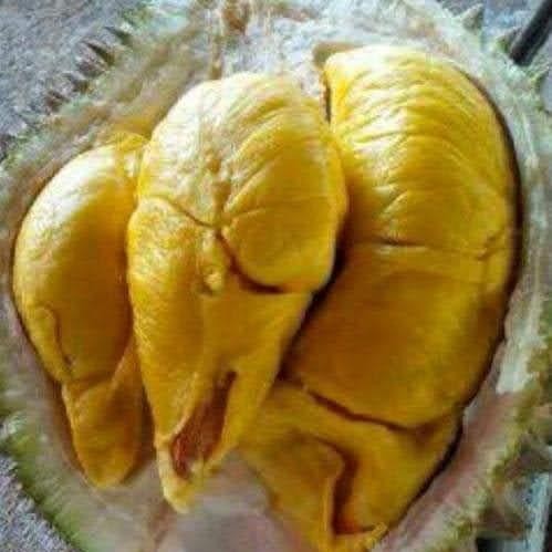 

TERMURAH Durian Petruk premium utuh READY STOCK