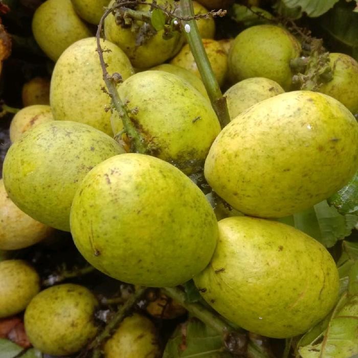 

TERMURAH Buah Matoa 1 kg manis perpaduan kelengkeng.rambutan.durian READY STOCK