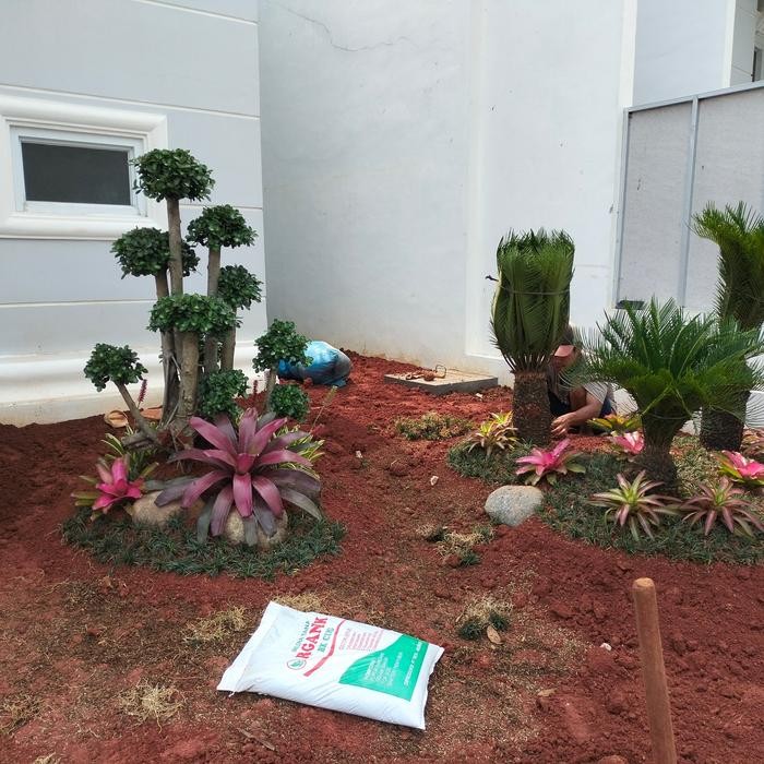 Taman Bonsai Jepang /Taman Rumput / Pembuatan Taman Jepang / Bibit Rumput Taman Jepang Siap Tanam