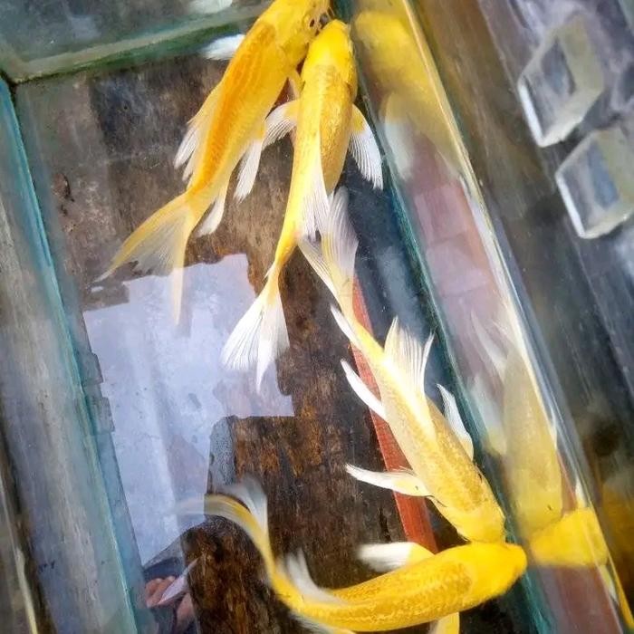 TERSEDIA IKAN KOI METALIK KUNING SLAYER KUMPAY 15-16CM