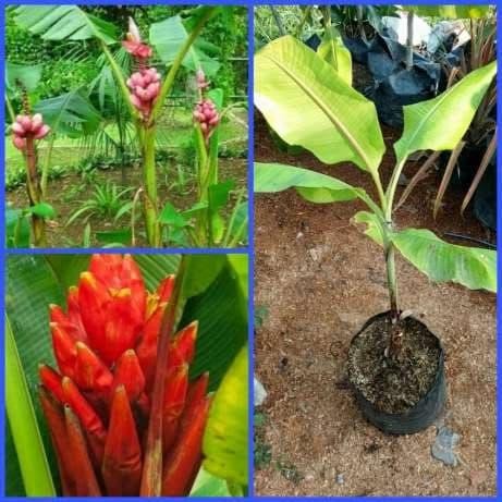 

ASLI Pisang Songgo Langit READY STOCK