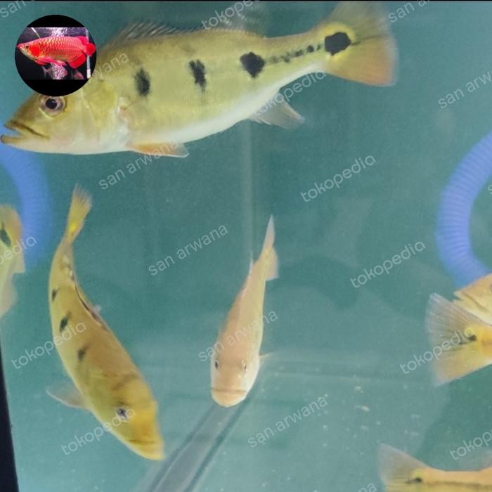 Ikan Pbass Brocopondo Pure Tankmate