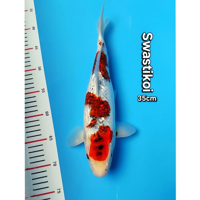 Ikan Koi Blitar Jumbo Goshiki 35Cm