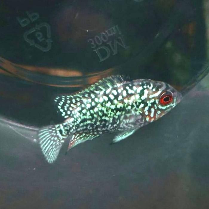 Burayak Louhan Kamfa F3 Thailand