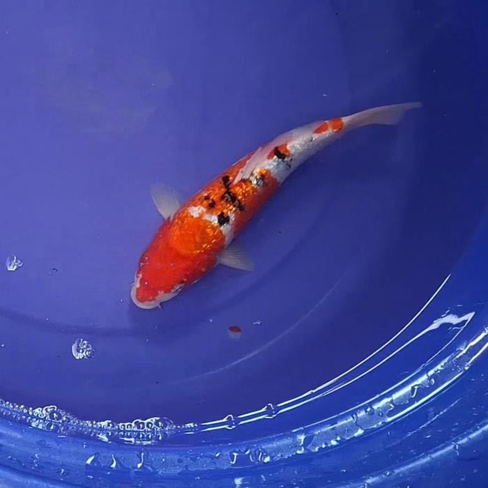 Ikan Koi Blitar Jenis Sanke / Rumah Koi Jakarta / Kode 004