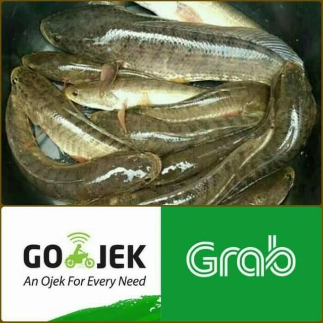 

Ikan Gabus 1 Kg Best Quality Asli 100% Original