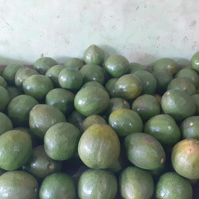 

ASLI alpukat miki kampung READY STOCK