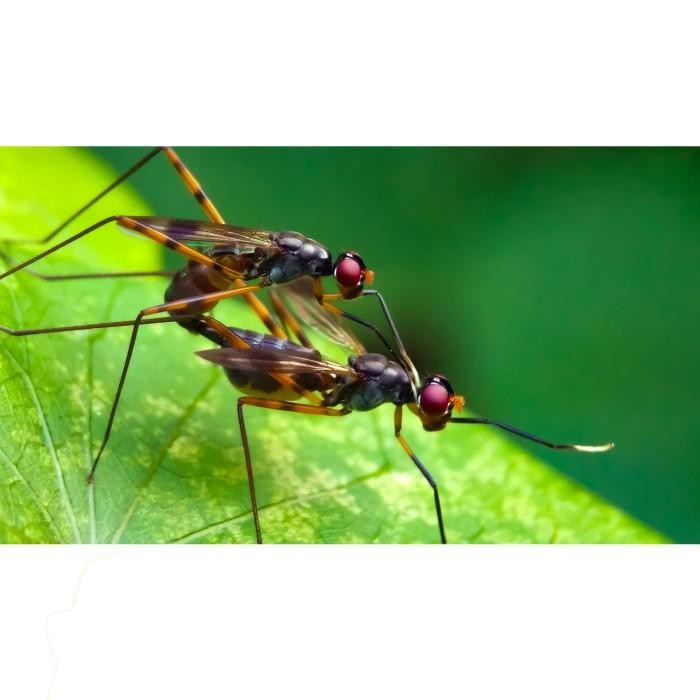 (Allthebest) Lensbong Macro Prosumer Minolta 45mm - Lensa Smartphone Handphone HP