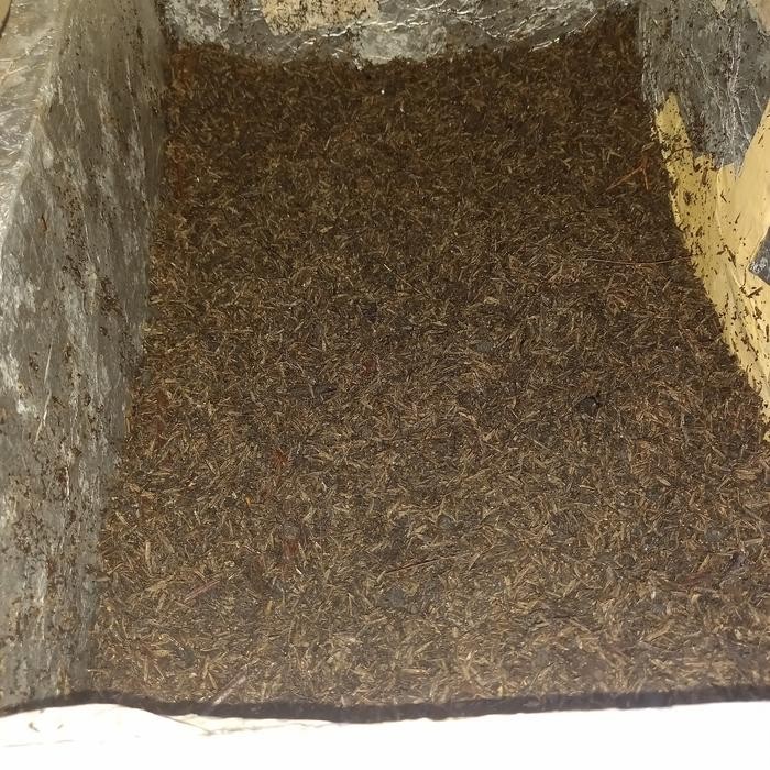 media tanam aglonema fermentasi