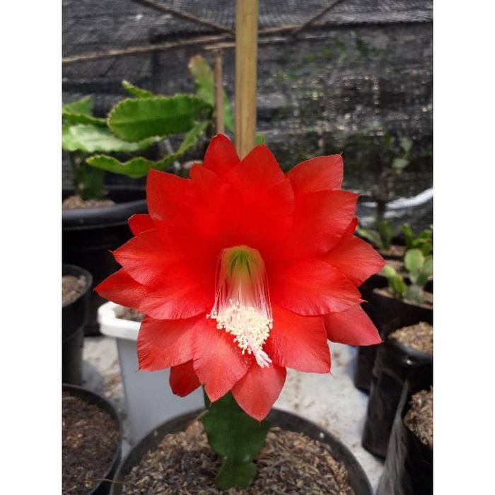 FLOWER TANAMAN HIAS WIJAYA KUSUMA HYBRID ACKERMANNY/BUNGA WIJAYA KUSUMA/WIJAYA KUSUMA BUNGA