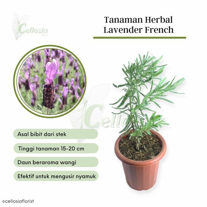 FLOWER TANAMAN HERBAL LAVENDER FRENCH / LAVENDER SPANISH IMPORT