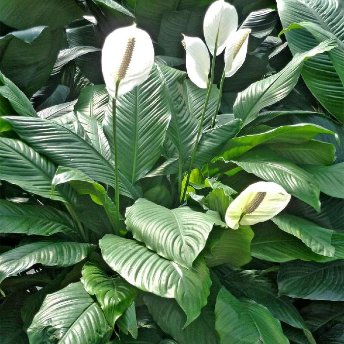 TANAMAN HIAS SPATHIPHYLLLUM PEACE LILY BUNGA PUTIH SEPATU FILUM DAUN HIJAU BESAR