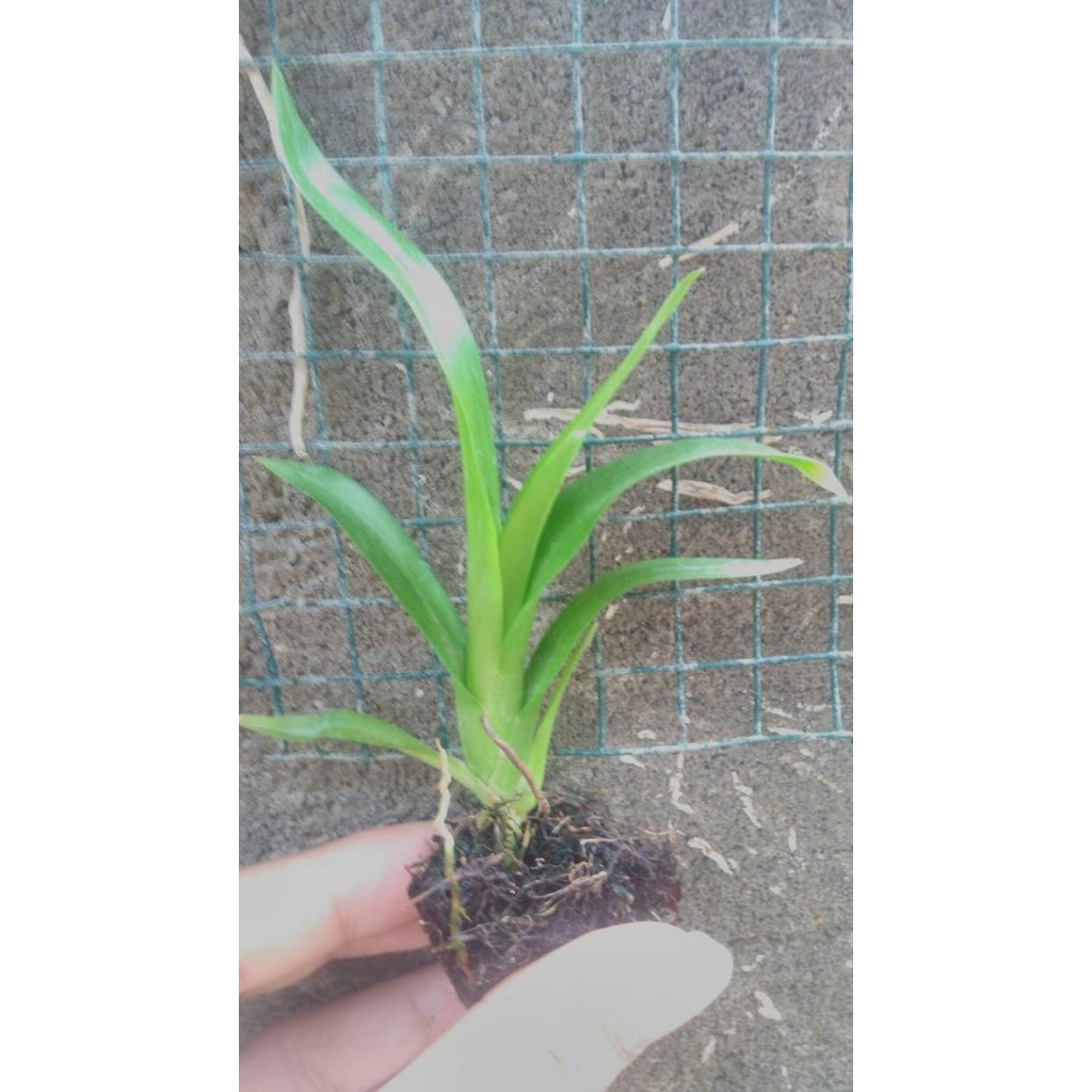 (Allthebest) Seedling Anggrek Grammatophyllum Scriptum