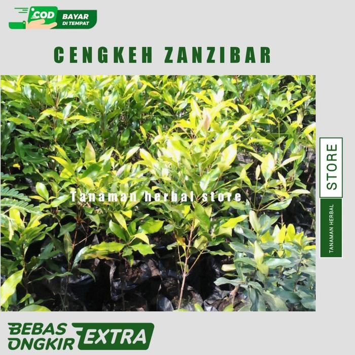 TANAMAN CENGKEH ZANZIBAR BIBIT TANAMAN CENGKEH ZANZIBAR