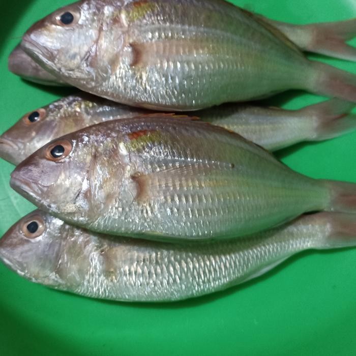 

Diskon! Promo Ikan Terisi Olahan Ikan Isi Bumbu Gurih