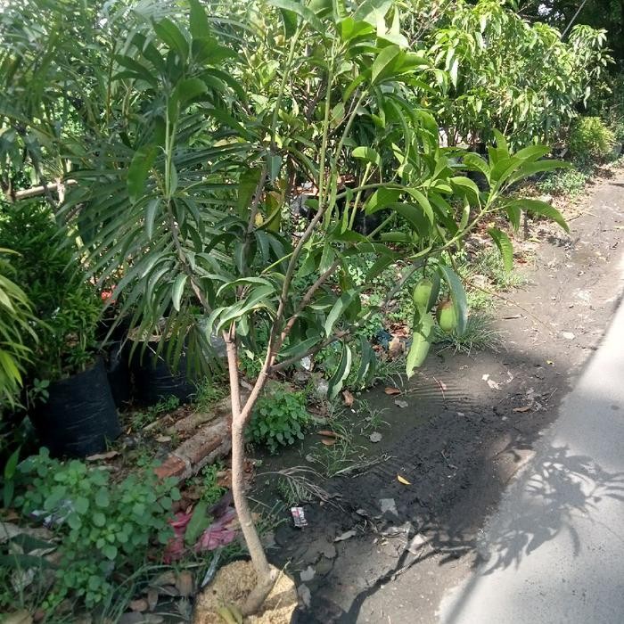 BIBIT BUAH MANGGA MANALAGI BERBUAH/BERBUNGA