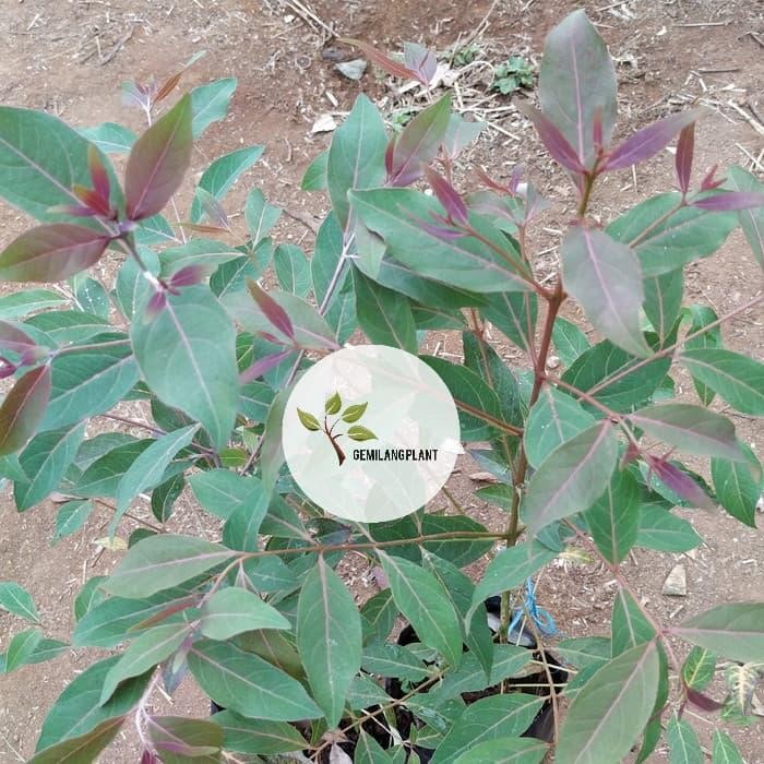 BIBIT TANAMAN EUCALYPTUS - POHON KAYU EUCALYPTUS - POHON RAINBOW