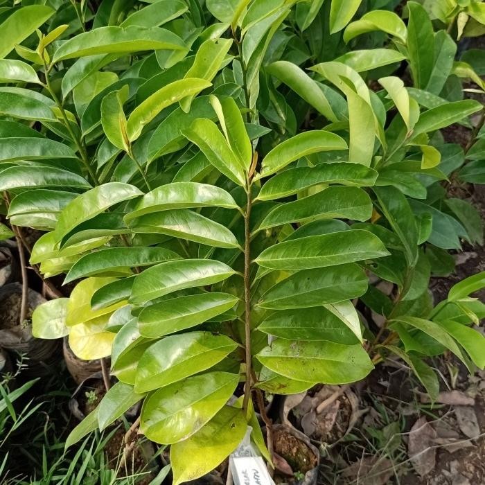 BIBIT SIRSAK MADU JUMBO SUPER MANIS