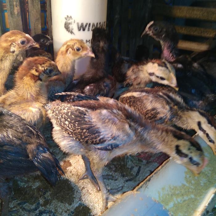 Paket 10ekor anakan ayam pelung jumbo usia 1bulan