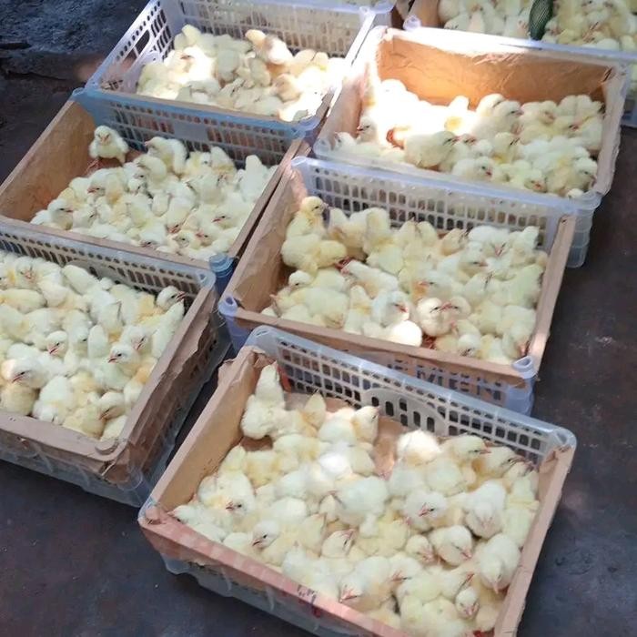 pakan anak ayam doc pedaging dan petelur