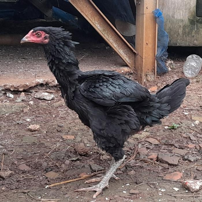 Ayam bangkok asli betina