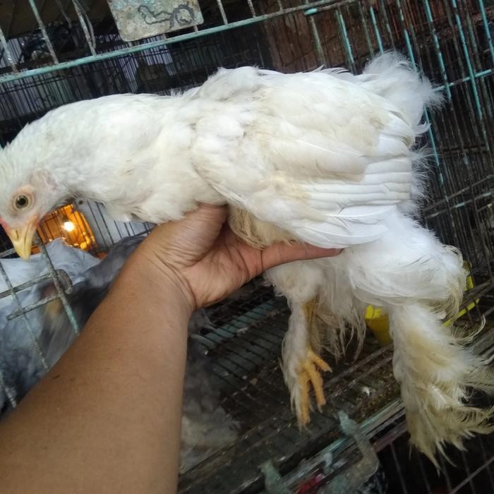 ayam brahma umur 3 bulan