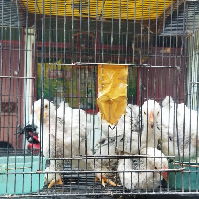 ayam hias brahma