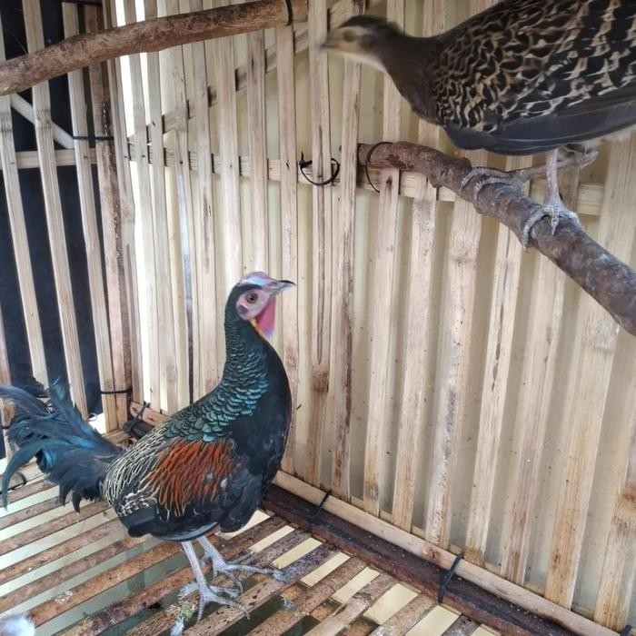 sepasang ayam hutan hijau siap ternak