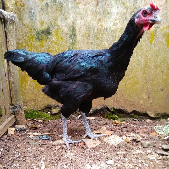 Paket sepasang ayam pelung jumbo siap produksi