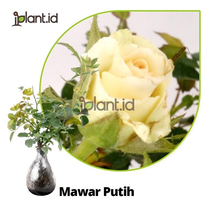 Tanaman Mawar Putih