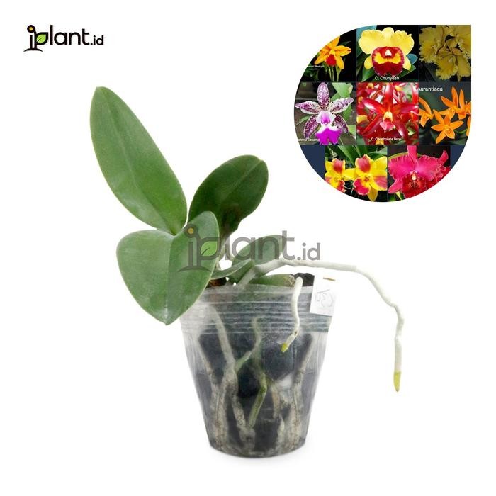 Anggrek Cattleya Hybrida Remaja