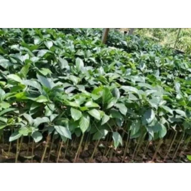 Paket murah 4 Bibit Alpukat Aligator 1 alpukat mentega