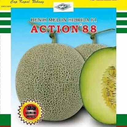 Benih Melon Action 88 Murah Berkualitas Lebih Tahan Virus Dan Layu.