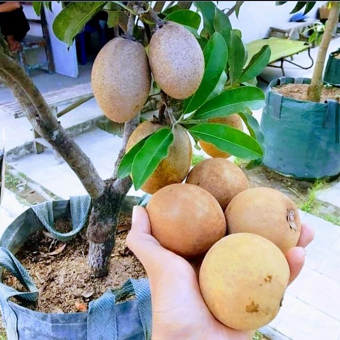 Bibit Buah Sawo Jumbo Thailand
