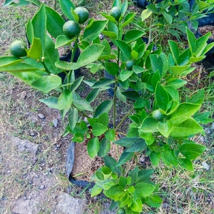 Bibit tanaman pohon jeruk santang madu sudah berbuah bisa dalam pot