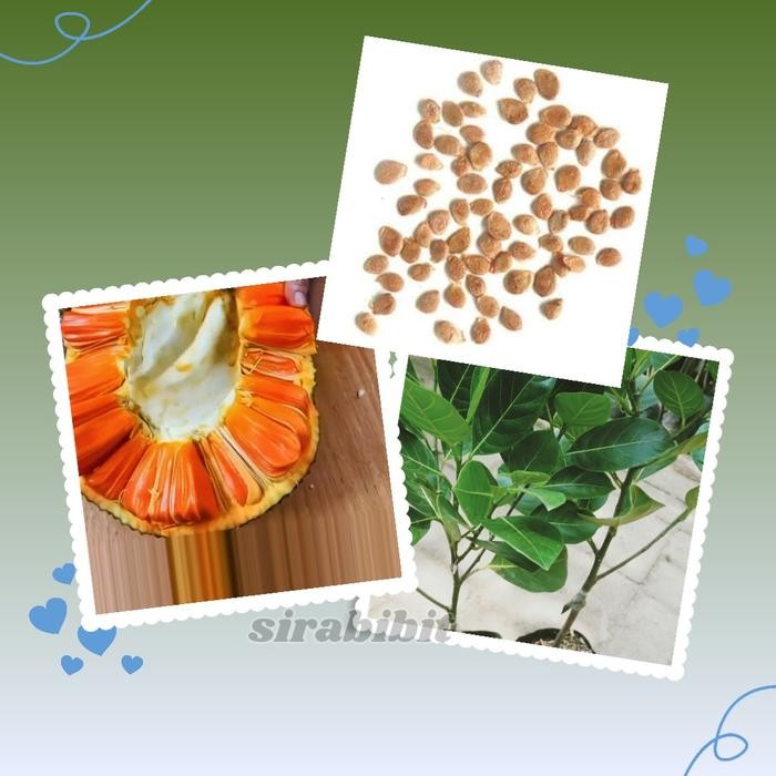 Benih Nangka Merah Thailand Model Okulasi Terkini - Berkualitas Tinggi