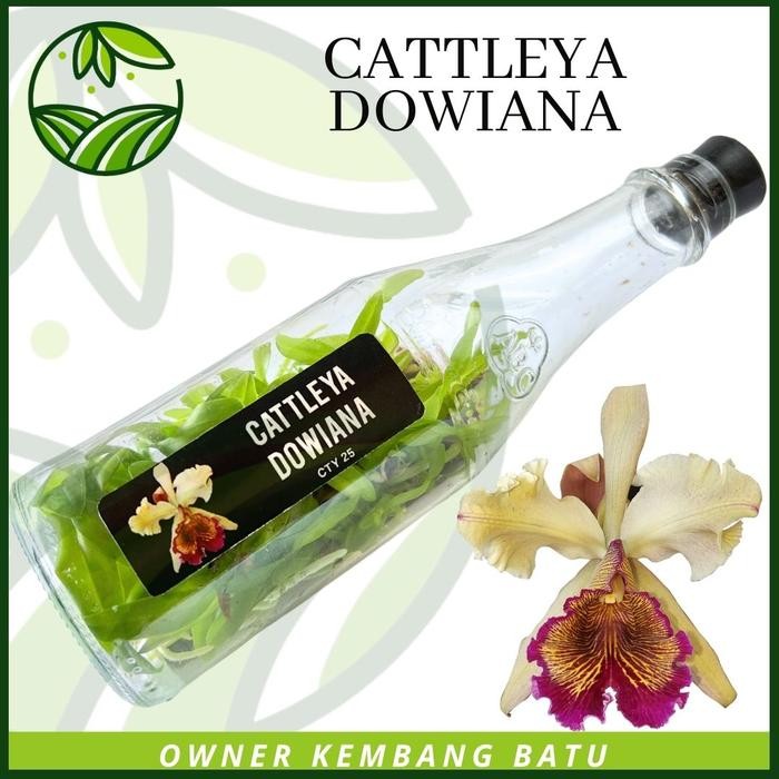 Bibit Anggrek Botol Cattleya DOWIANA Bunga Besar Wangi Tanaman Koleksi