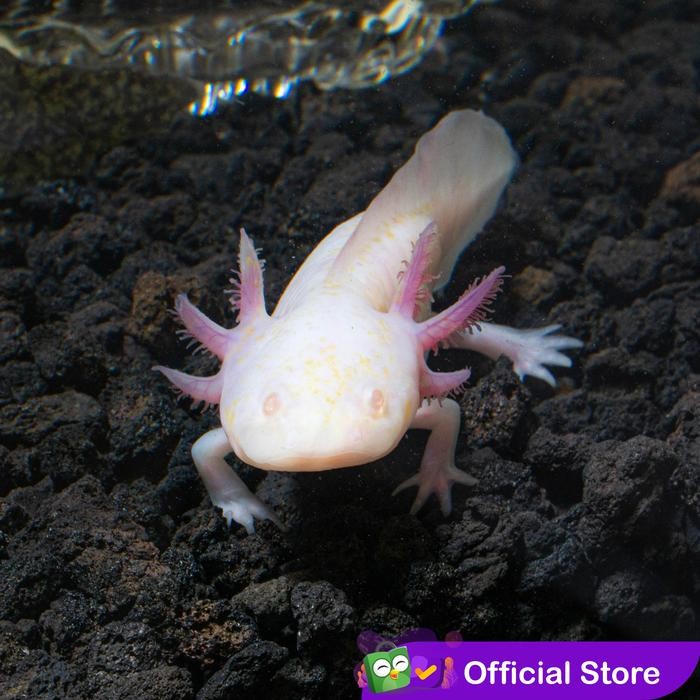 Siap Kirim Axolotl Albino Mata Merah Dogfish Salamander Walking Fish