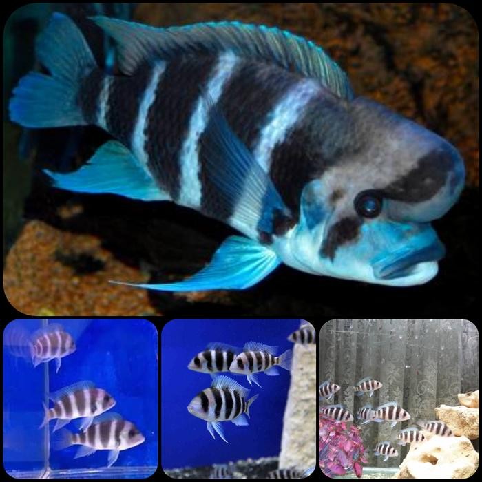 Siap Kirim Frontosa Burundi Ikan Hias Aquarium