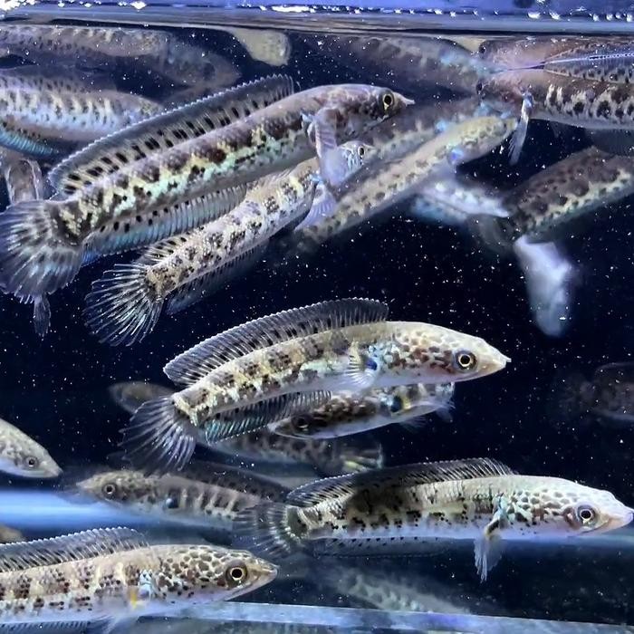 Siap Kirim Ikan Discus Blue Diamond 5 cm / 2"