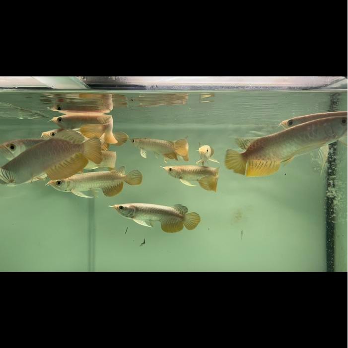 Siap Kirim Golden Red Hiback Bluebase 16-18cm